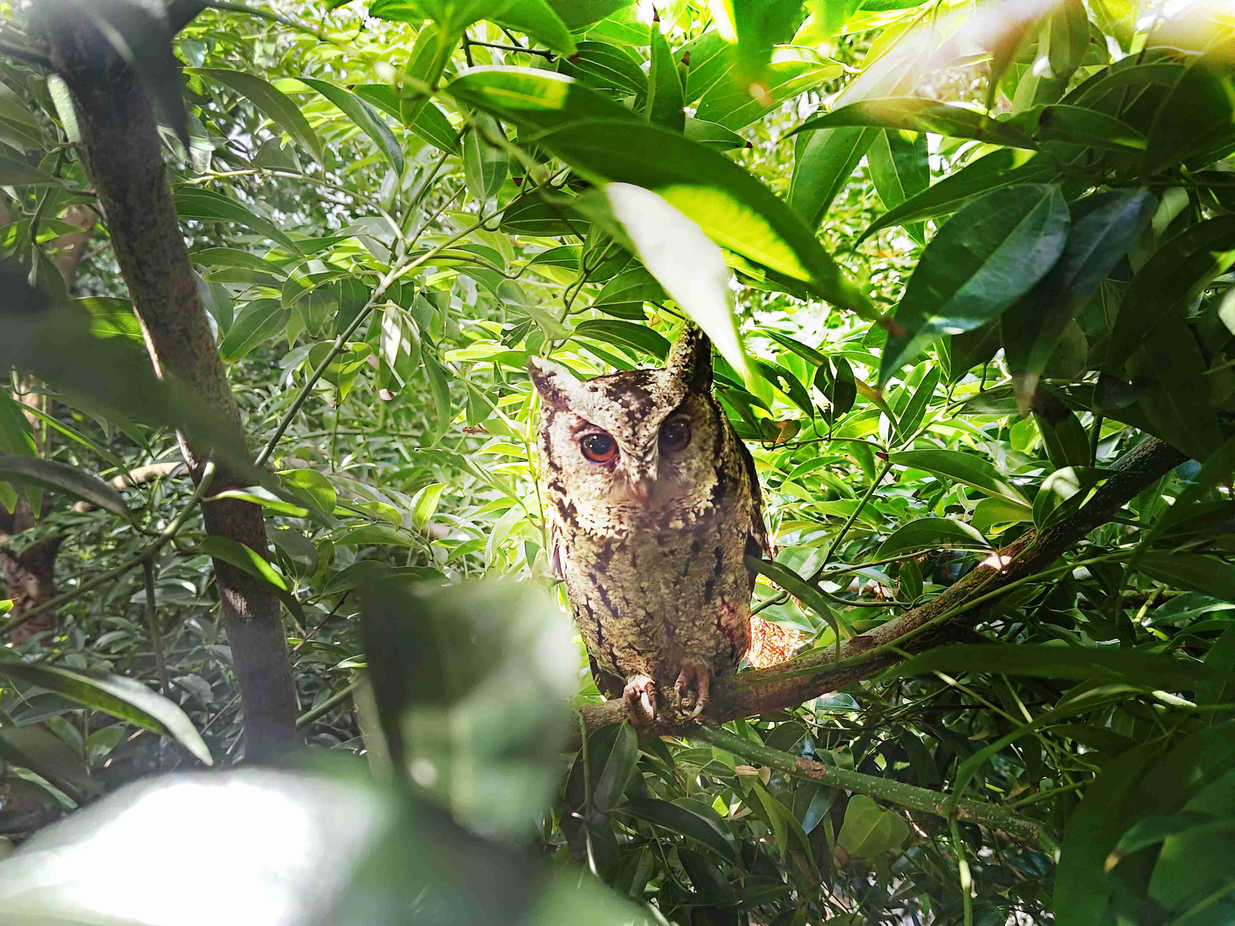 EBpay致力提倡净零绿生活，，16年以来在全球各厂区植树逾百万棵，，造就各厂区树木蔚然成林，，，，犹如森林工厂，，，成为许多生物的栖息地